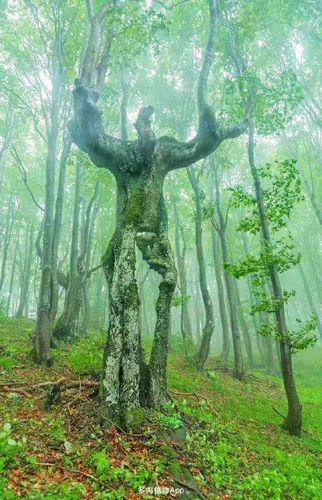 世界上最奇怪的树