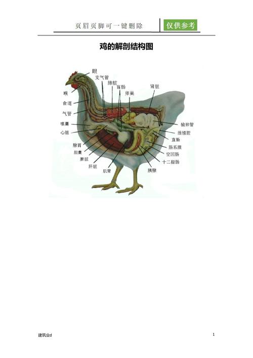 鸡的解剖结构图古柏书苑