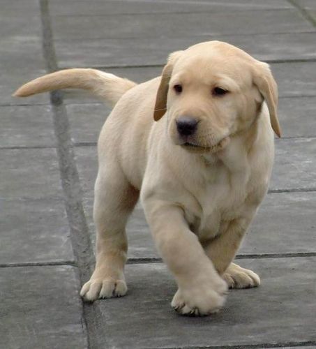 出售纯种拉布拉多犬 高品质赛级拉布拉多出售 保健康