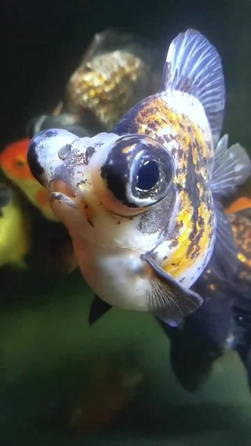 特别奇葩的一条小金鱼,它的眼睛是真的很大