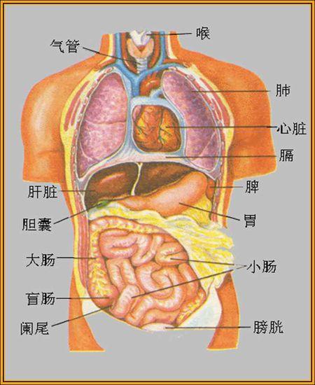 人体内脏从上到下依次主要包括:甲状腺,气管,上主动脉,上腔静脉,心脏