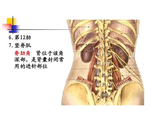 第12肋 7.竖脊肌 脊肋角 肾位于该角 深部,是肾囊封闭常 用的进针部位