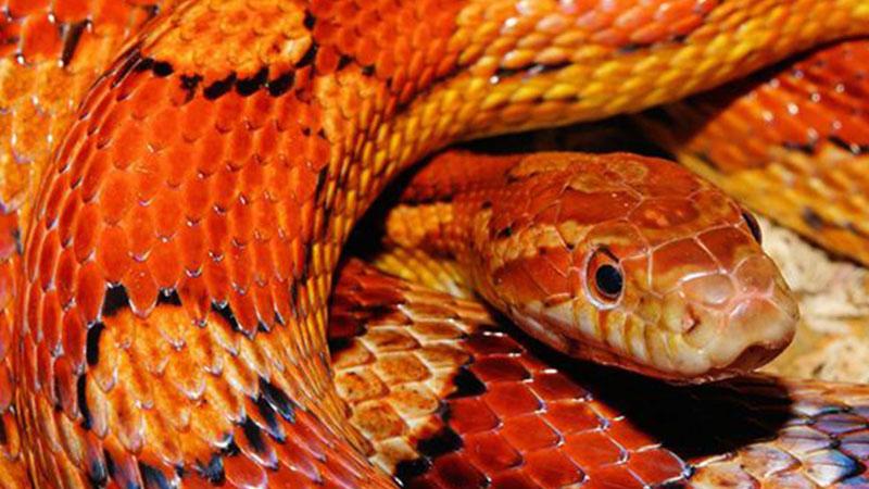 女人梦到红色的蛇是什么意思