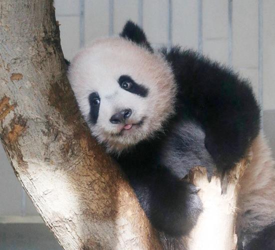 日本东京上野动物园6月出生的熊猫宝宝"香香"吐出小舌头,神态十分可爱