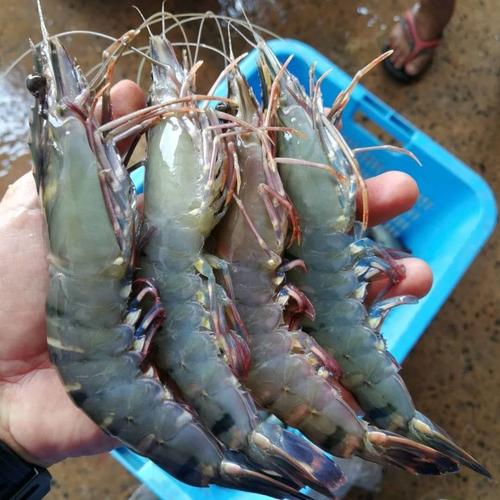 prawn/headless black tiger shrimp - buy prices for frozen prawns