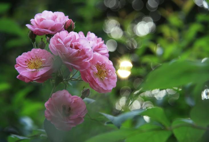 摄影拍的是快乐-蔷薇花