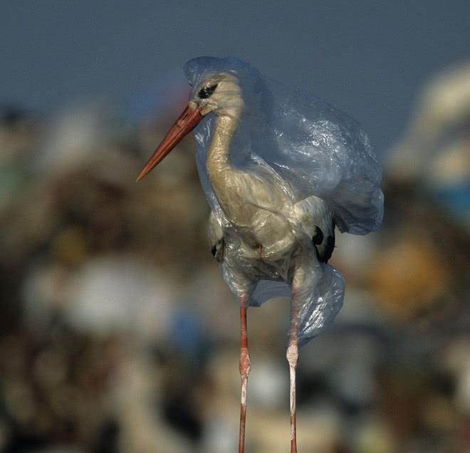 别再让生活垃圾,成为杀死下一只海洋动物的凶器!