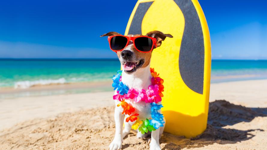 壁纸 有趣的狗,太阳镜,沙滩,沙子