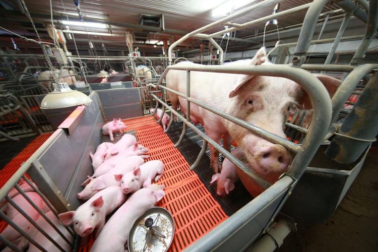 今年春天开始全中国的猪都可以做b超了