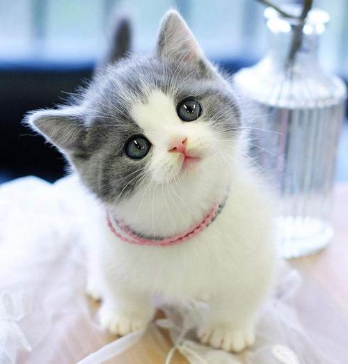 呆萌小奶猫图片,你没见过的超级可爱的小奶猫(猫猫