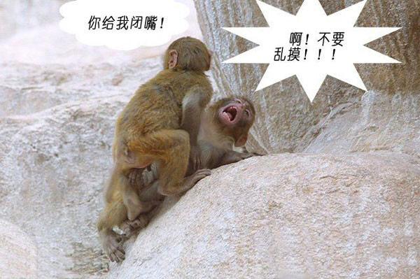 【笑掉大牙】搞笑动物之爆笑猴子图片,猴子交配的那点事.