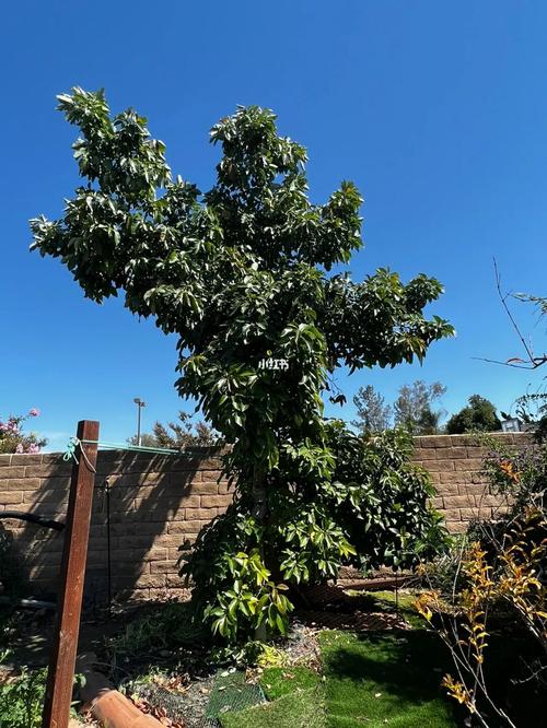 沐浴加州阳光的牛油果树