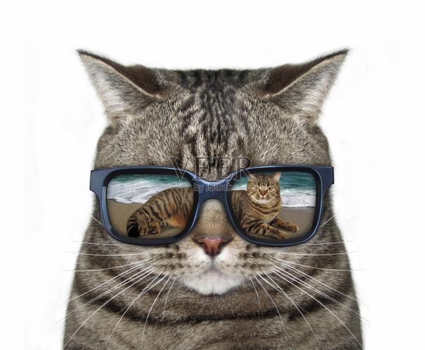 戴眼镜的猫3照片摄影图片