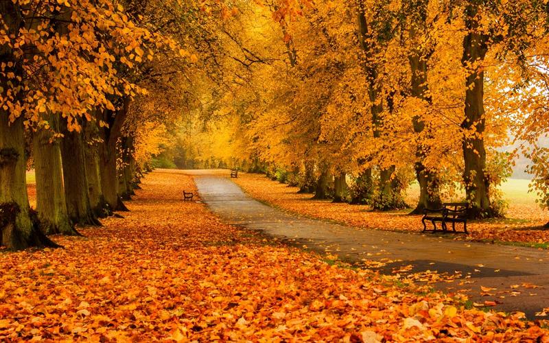 秋高气爽唯美好看的秋天美景金色森林电脑桌面壁纸下载
