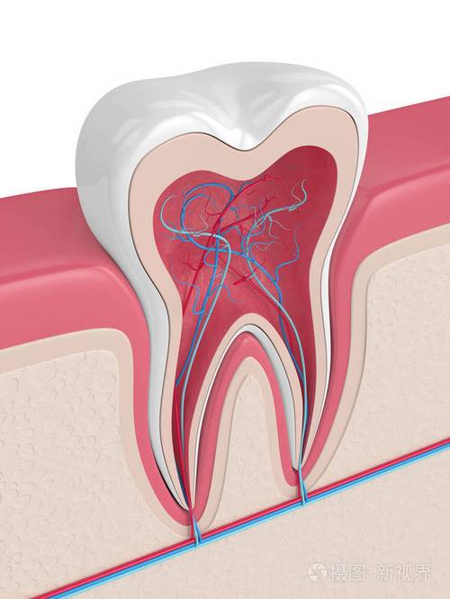 牙床上的神经和血管在白色背景下的三维渲染