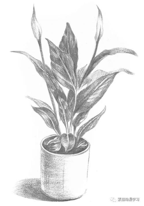 盆栽植物素描图片盆栽素描