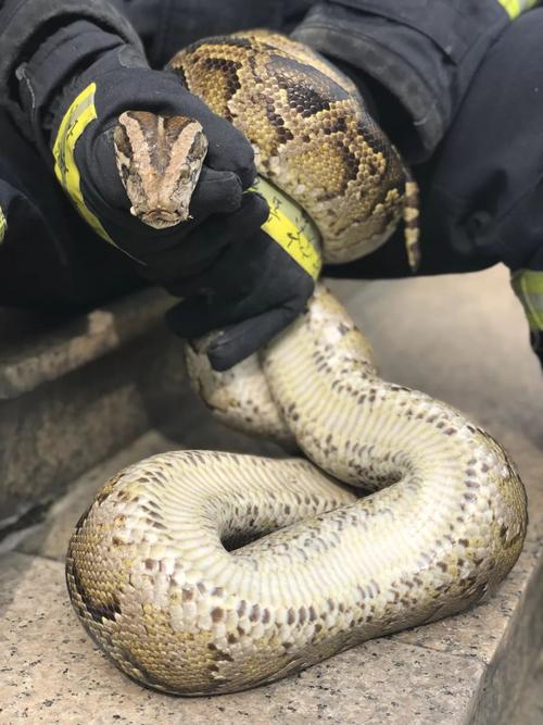 阜沙惊现2.5 米大蟒蛇