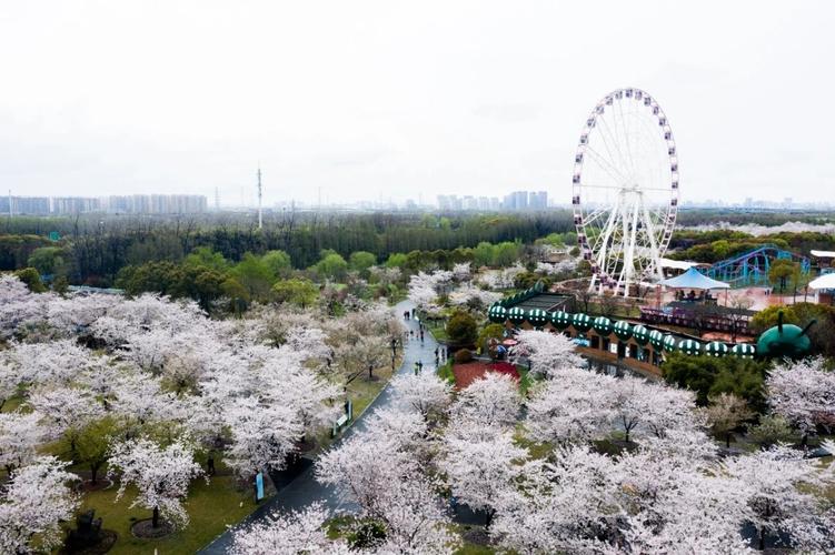 上海发布的云赏樱!航拍视角下的顾村公园 - 本地生活 - 千帆网