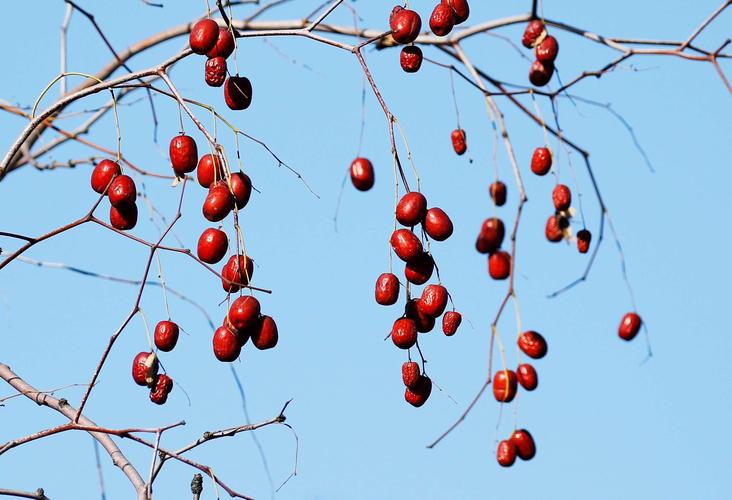 其它 大红枣儿甜又香 写美篇  我的家乡在黄河畔上,大红枣是我家乡的