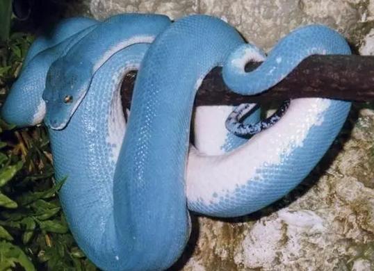 世界上最大的蟒蛇排行榜前十 - 冷思维