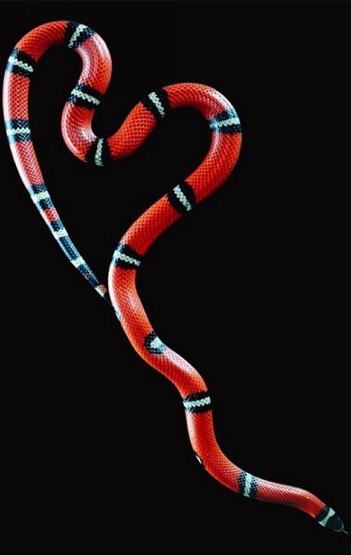 蛇.
