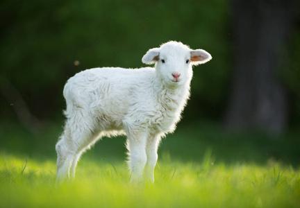 可爱的小绵羊,新鲜的绿色草地上照片