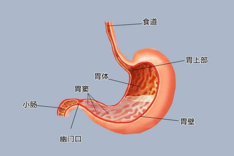 胃窦位置图