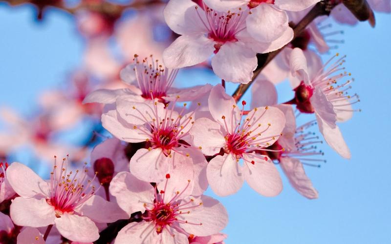 壁纸 粉色的樱花盛开,春天,树枝