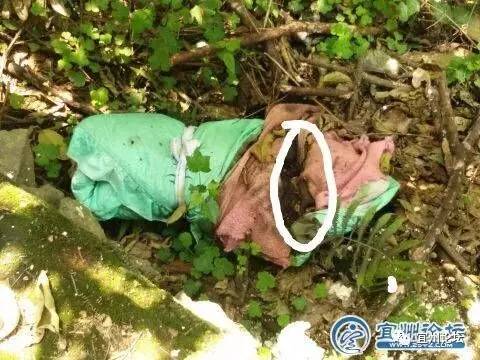 惊!宜州某中学女生宿舍坡底水沟边发现疑似弃婴尸体包裹,尸体已腐烂!