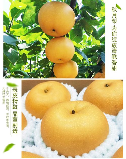 玫栀 日本引种正宗冰糖秋月梨8斤礼盒装山东莱阳蜜梨