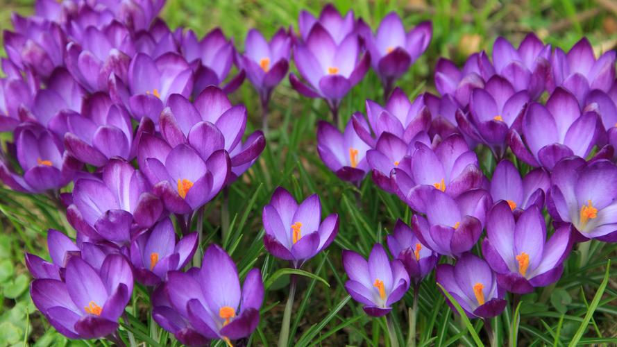 番红花开花,春天,紫色的花朵