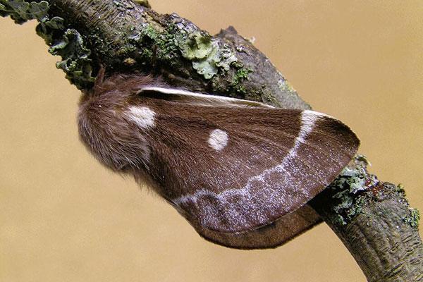 虫草菌每年7,8月份侵入寄主蝙蝠蛾幼虫,充分利用虫体营养繁衍菌丝