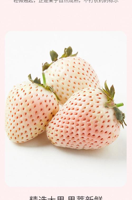 梓乐果顺丰空运淡雪白色草莓礼盒牛奶当季新鲜水果奶油礼品盒生日送礼