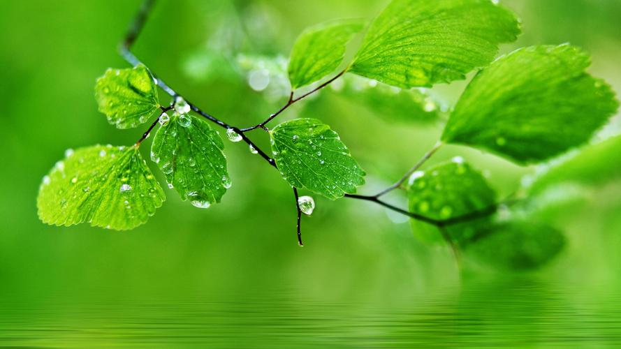 护眼 春天 保护眼睛的绿色自然桌面壁纸壁纸(风景静态壁纸) - 静态壁