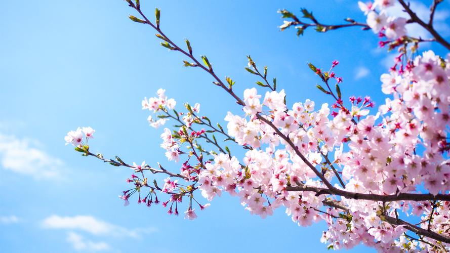 壁纸 粉红色的樱花盛开,蓝天,春天