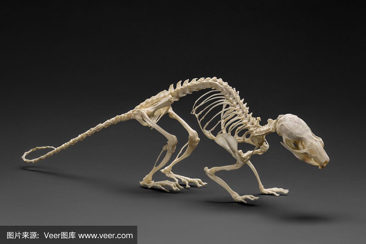 老鼠的天然骨骼.