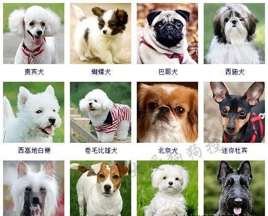 狗狗品种名称大全,常见宠物狗的品种大全及图片图1