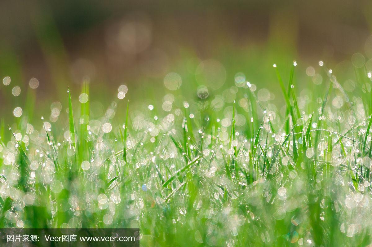 新鲜的春天草滴自然散焦淡绿色背景.