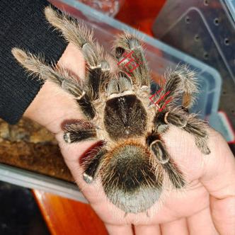 宠物活物蜘蛛 巴西所罗门幼体1-20cm宠物狼蛛入门新手温顺大型巨型