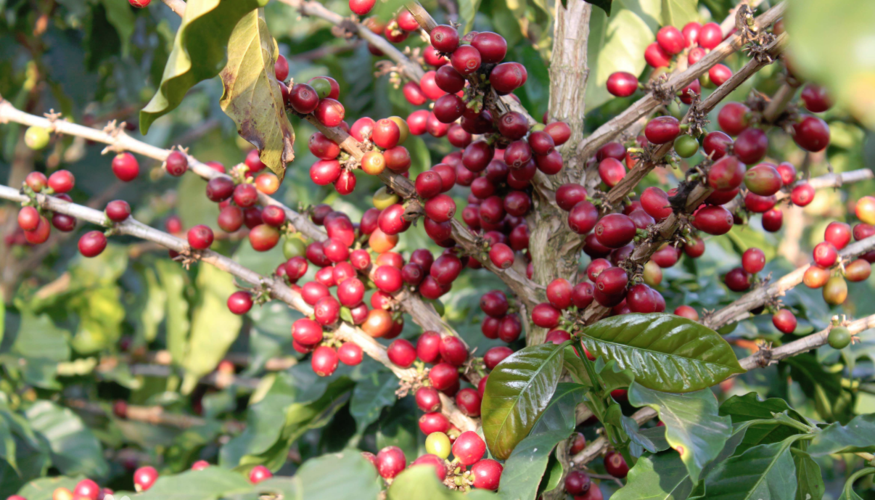 广西南宁能种哪种咖啡树