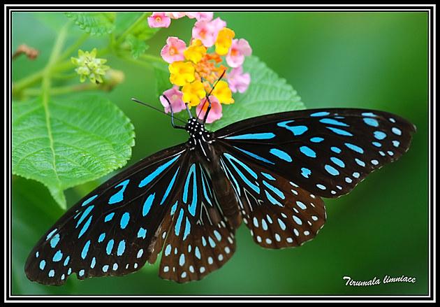 马樱丹上的啬青斑蝶.