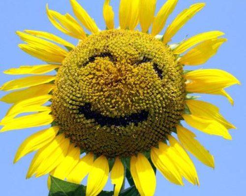 向日葵花语是什么向日葵的寓意象征着光明与热情