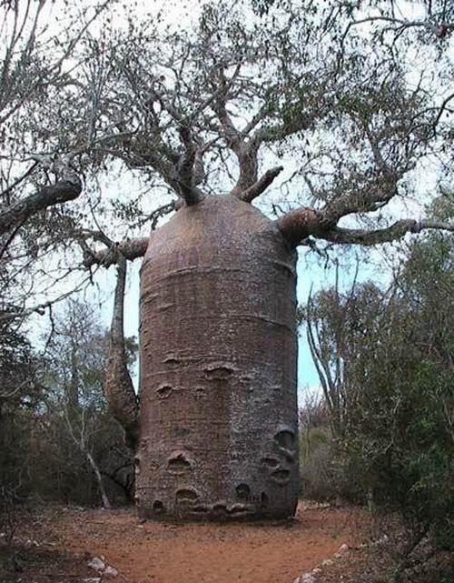 世界上最粗的树