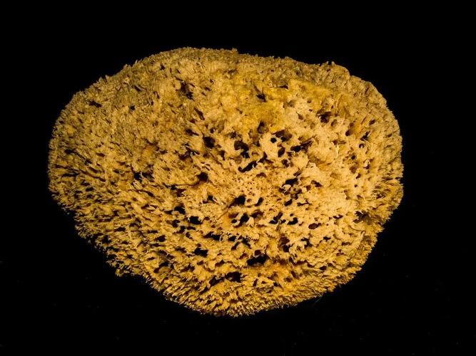 此海绵非彼海绵,它是有潜力消灭癌症的"海绵新星"