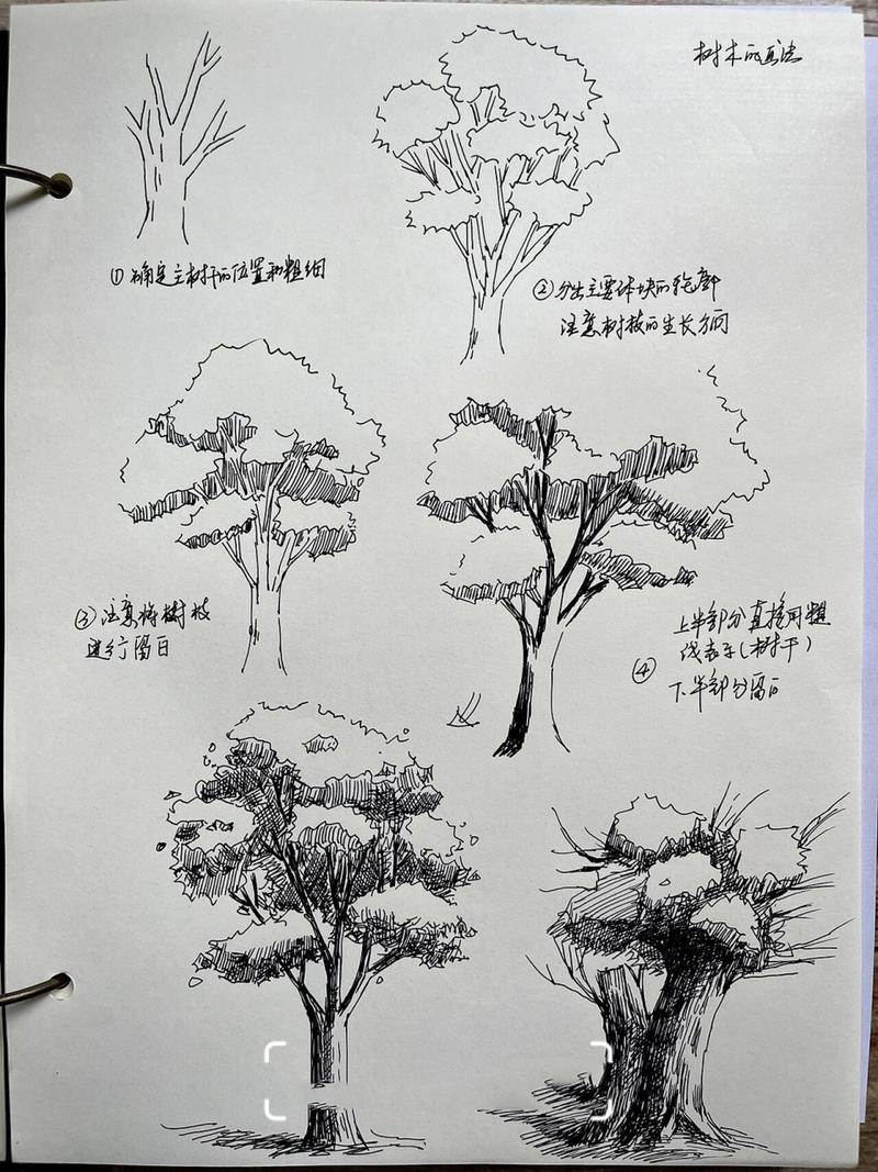 钢笔画|p183树木画法练习   树的画法,按照体块分组绘制的方法,可将