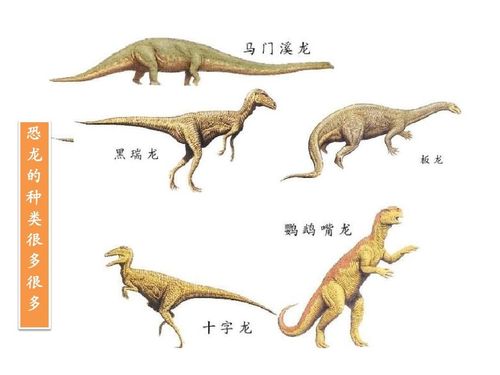 恐龙的种类有很多很多