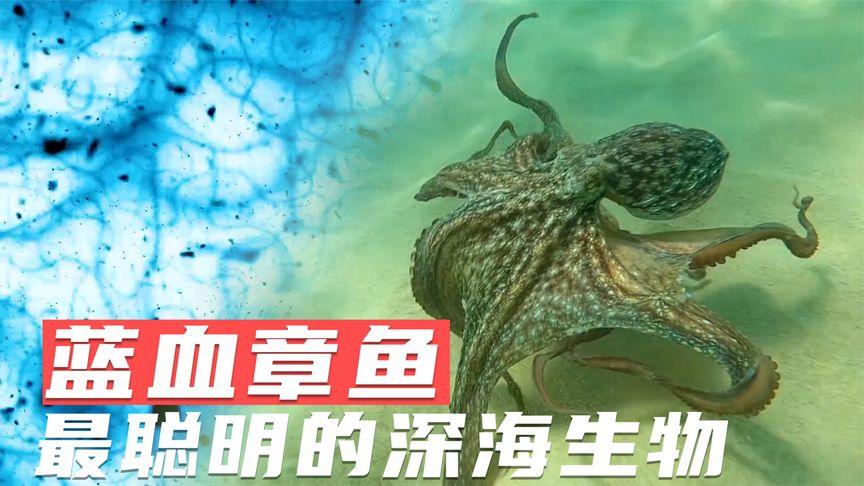 章鱼:神奇的蓝血生物,深海中最强大脑!然而却为了后代甘愿饿死