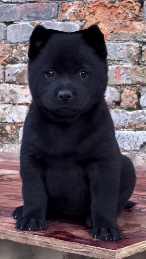 中华田园犬之五黑犬,全身都是黑色的,舌头也黑,非常罕见五黑犬「话题