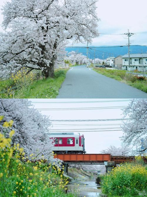 日本秘境樱花满开