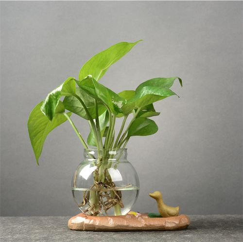 水培植物大玻璃瓶水养植物绿萝透明花瓶养花器皿家用客厅盆器摆件